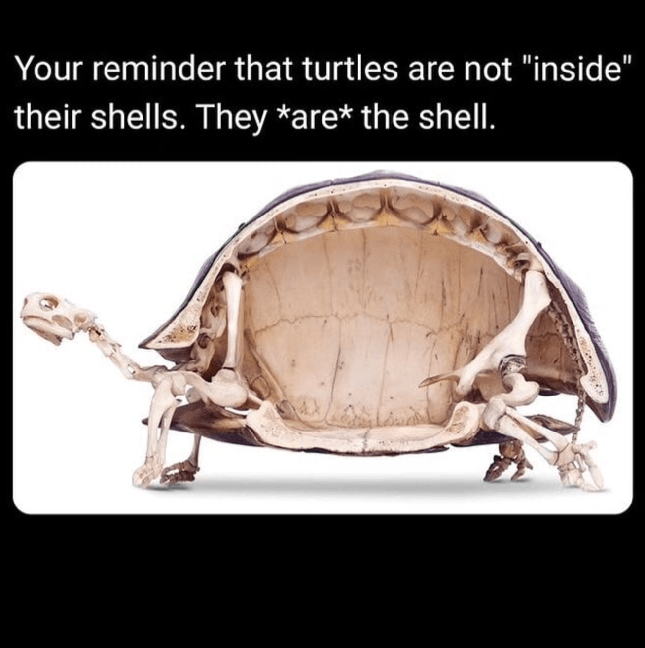 Image of a turtle skeleton with the words 'Your reminder that turtles are not *inside* their shells. They *are* their shells'